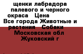 щенки лабрадора палевого и черного окраса › Цена ­ 30 000 - Все города Животные и растения » Собаки   . Московская обл.,Жуковский г.